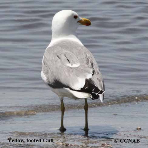 Yellow-footed Gull