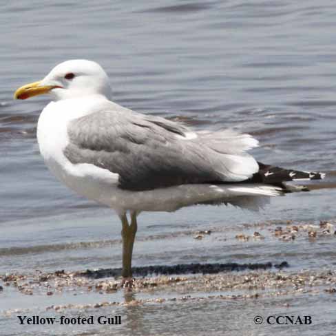 Birds of North America