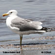 Yellow-footed Gull