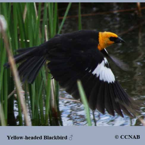 Yellow-headed Blackbird