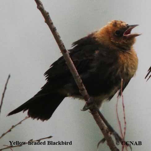 Birds of North America