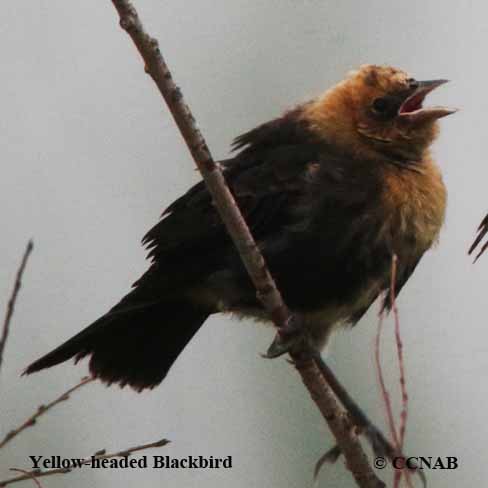 Yellow-headed Blackbird