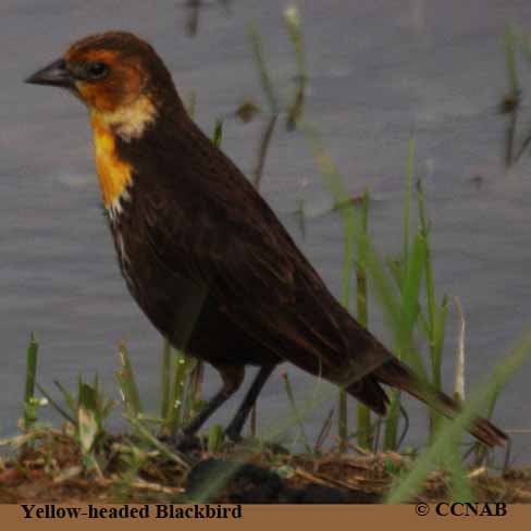 Yellow-headed Blackbird