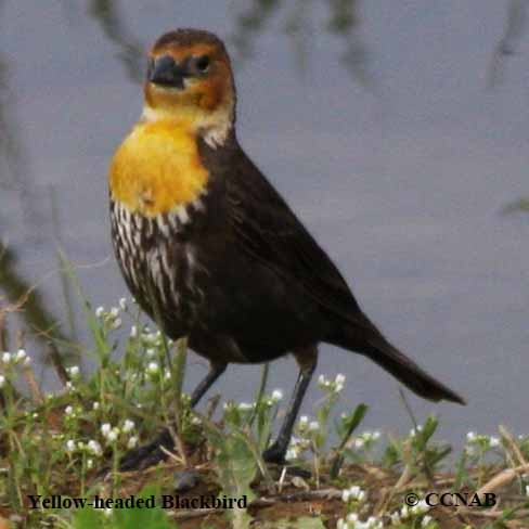 Yellow-headed Blackbird