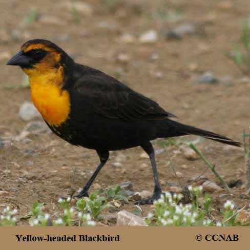 Yellow-headed Blackbird