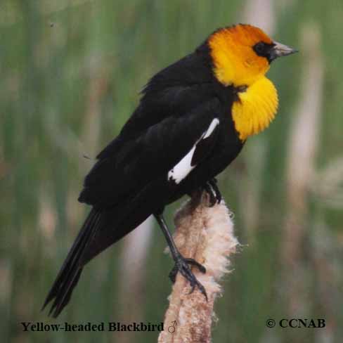 Yellow-headed Blackbird