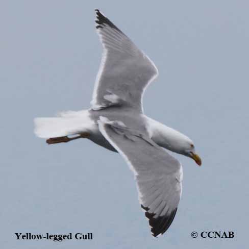 Yellow-legged Gull