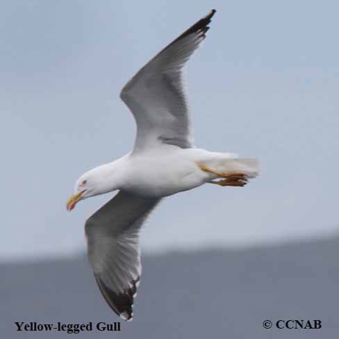 Yellow-legged Gull