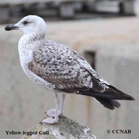 Yellow-legged Gull