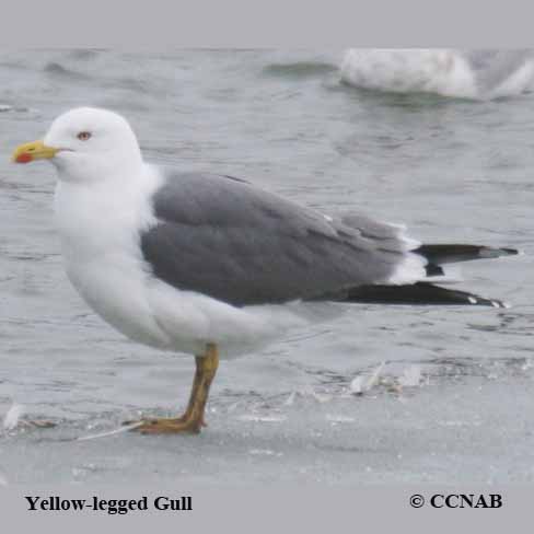 Yellow-legged Gull