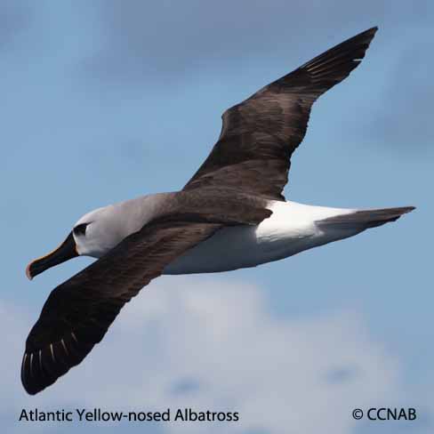 Yellow-nosed Albatross