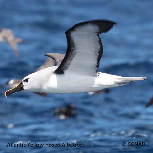 Yellow-nosed Albatross