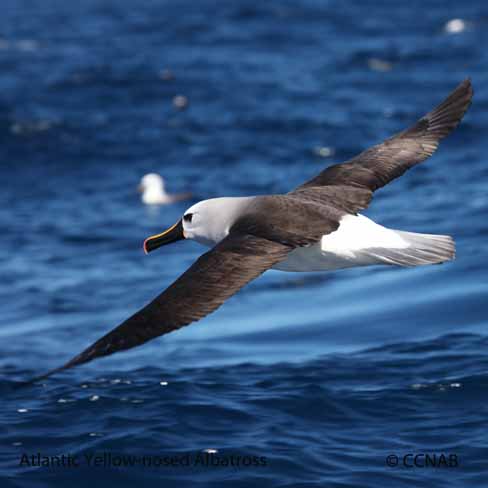 Yellow-nosed Albatross