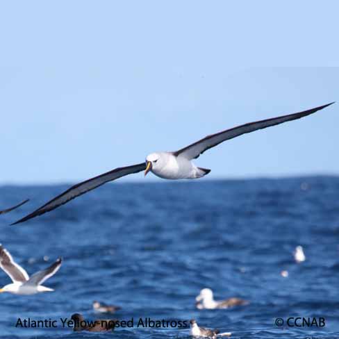 Yellow-nosed Albatross