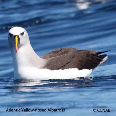 Yellow-nosed Albatross