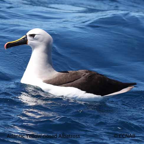 Birds of North America