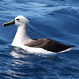 Yellow-nosed Albatross (Atlantic)