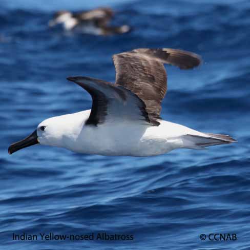 Yellow-nosed Albatross (Indian)