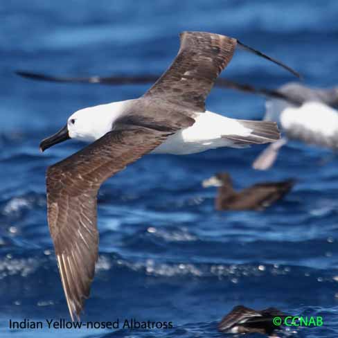 Yellow-nosed Albatross (Indian)