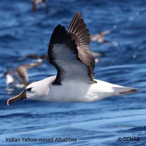 Yellow-nosed Albatross (Indian)