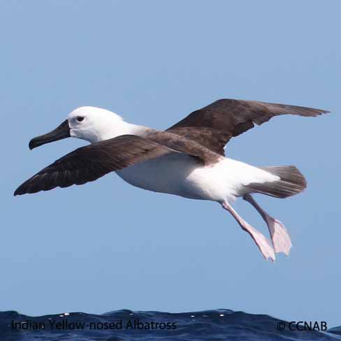 Yellow-nosed Albatross (Indian)