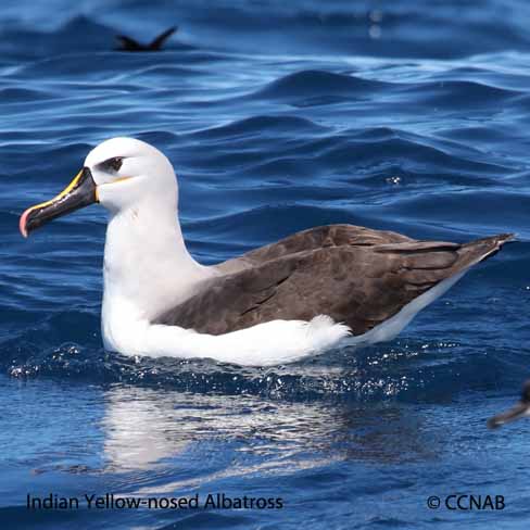 Yellow-nosed Albatross (Indian)