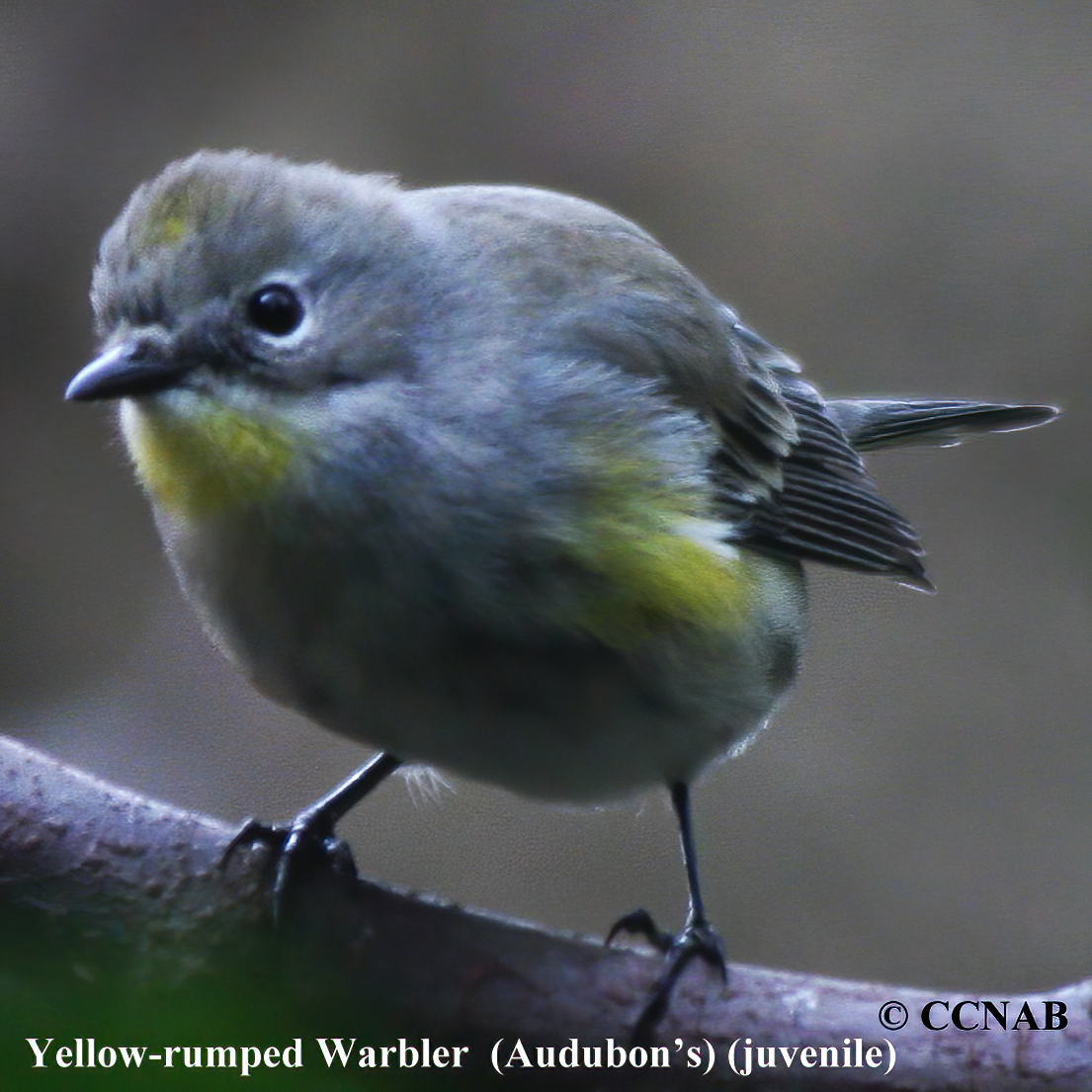 Yellow-rumped Warbler (Audubon's)