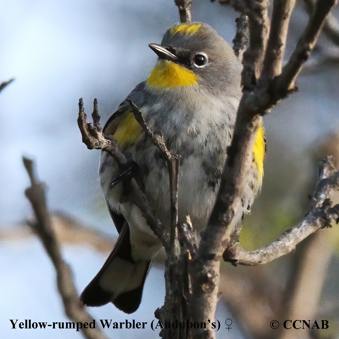 Yellow-rumped Warbler