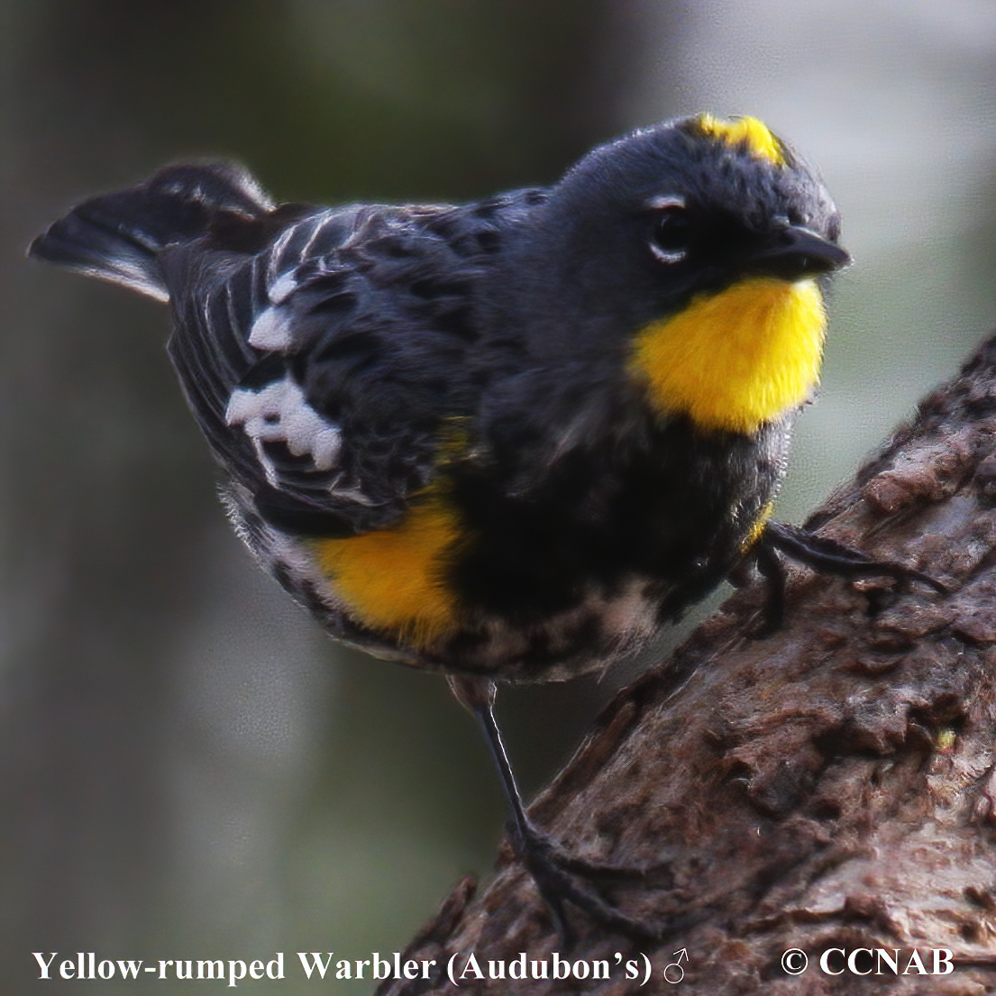 Yellow-rumped Warbler (Audubon's)