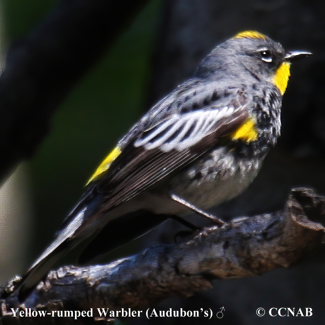 Yellow-rumped Warbler (Audubon's)