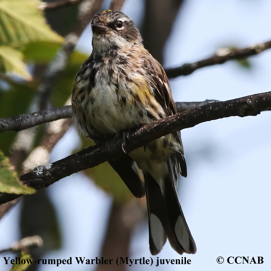 Yellow-rumped Warbler (Myrtle)