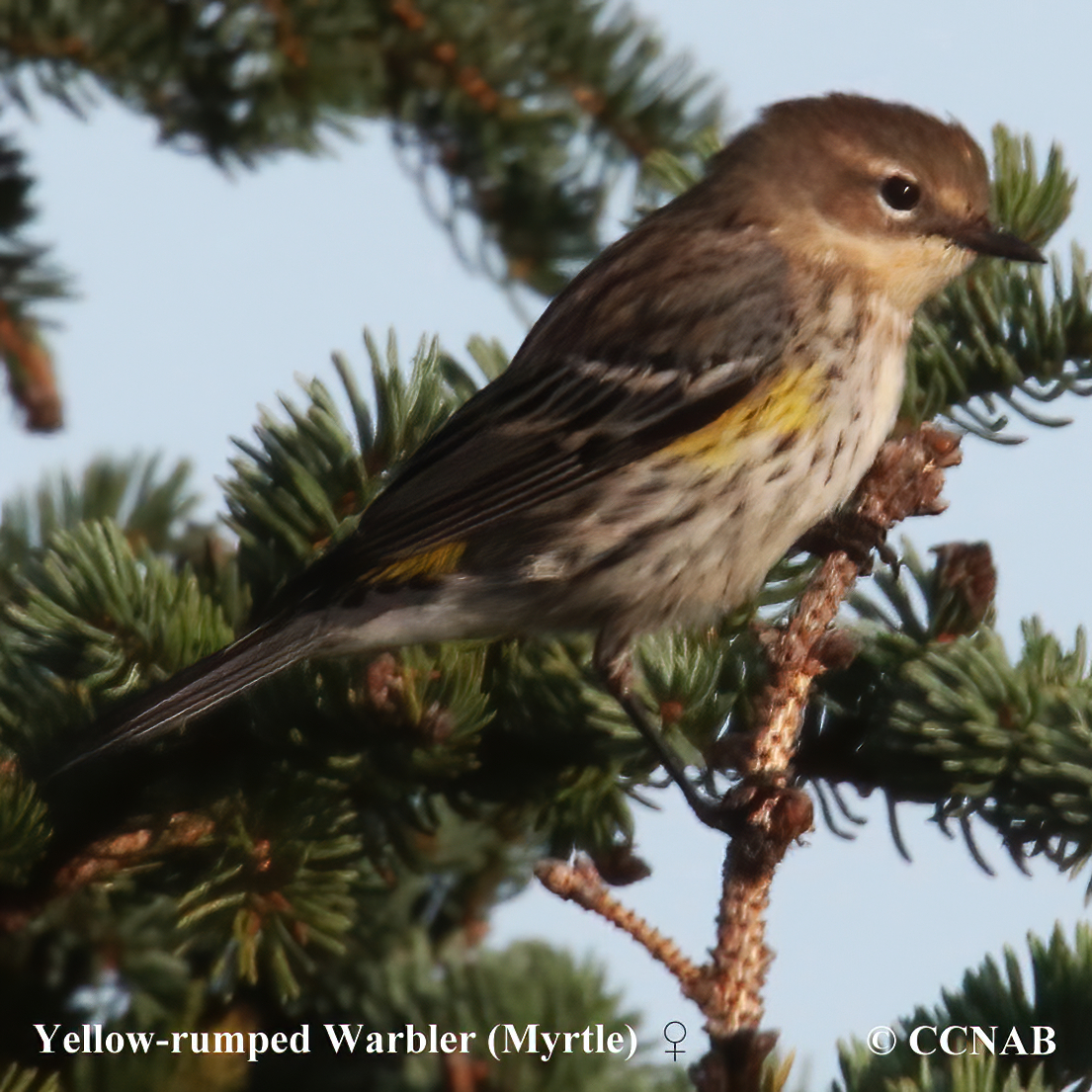 Yellow-rumped Warbler (Myrtle)