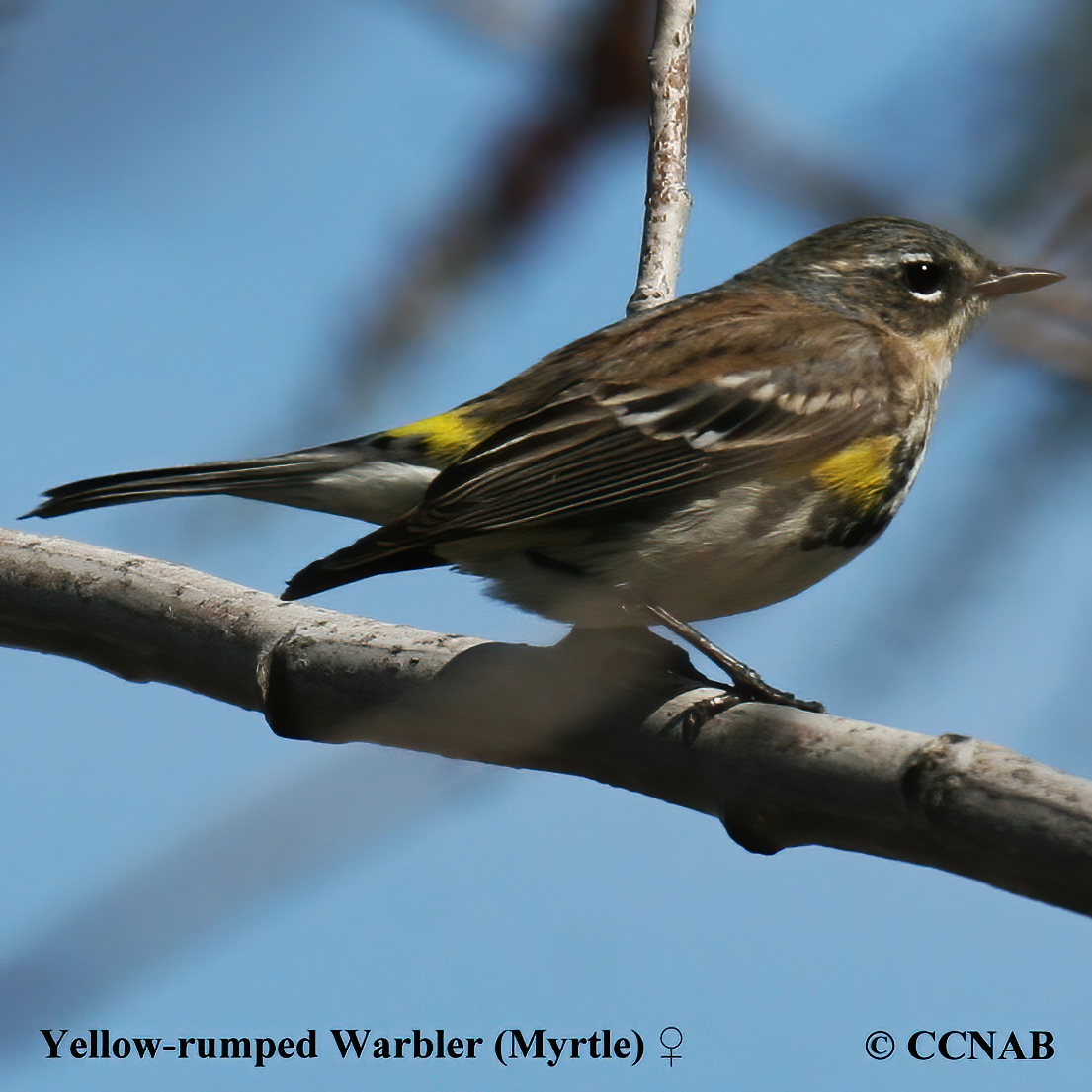 Yellow-rumped Warbler (Myrtle)