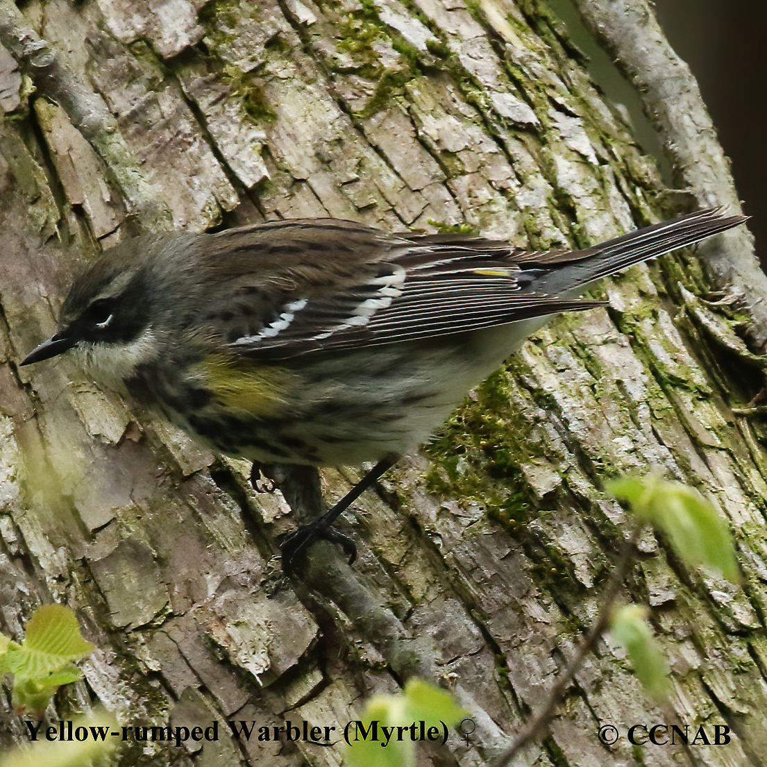 Yellow-rumped Warbler (Myrtle)