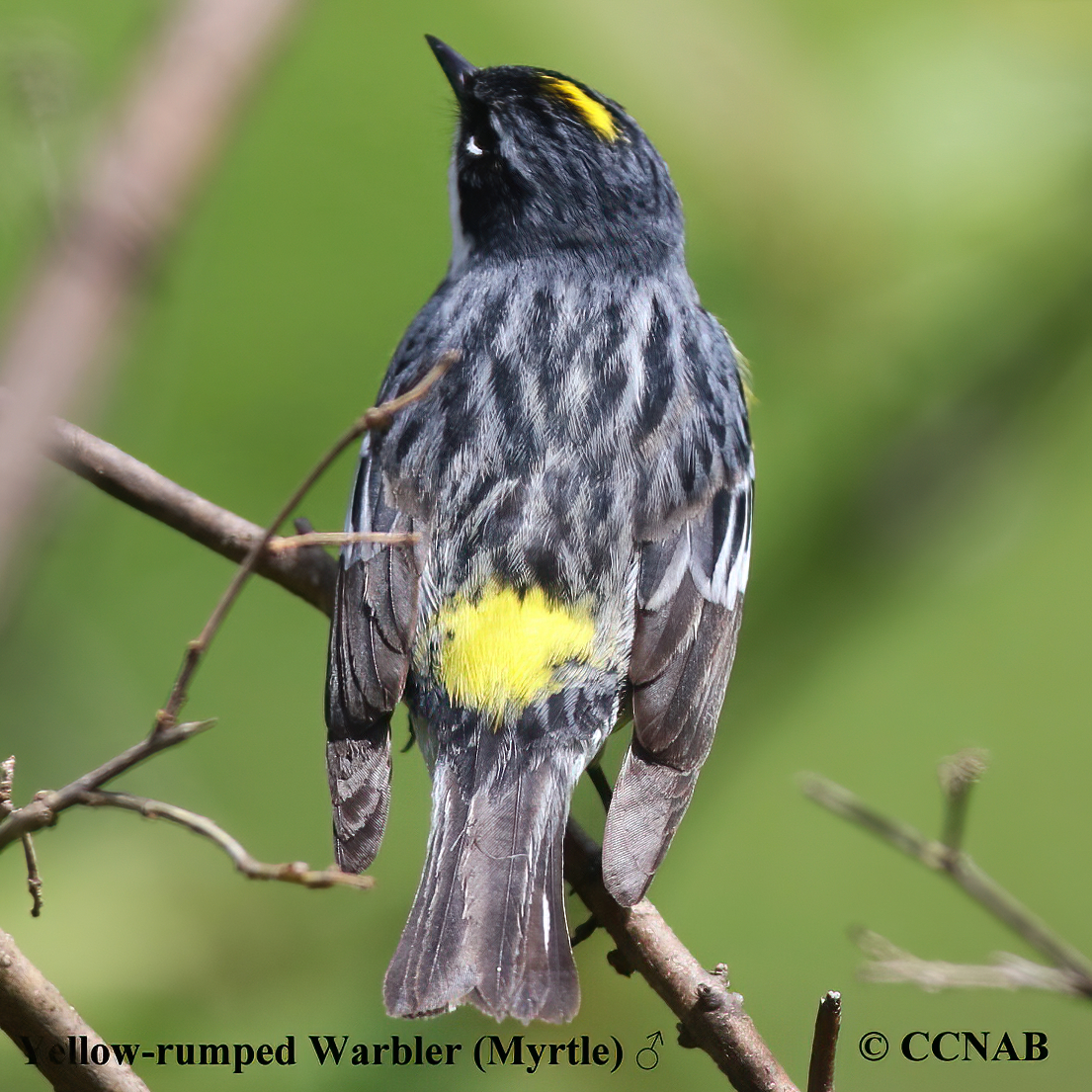 Yellow-rumped Warbler (Myrtle)