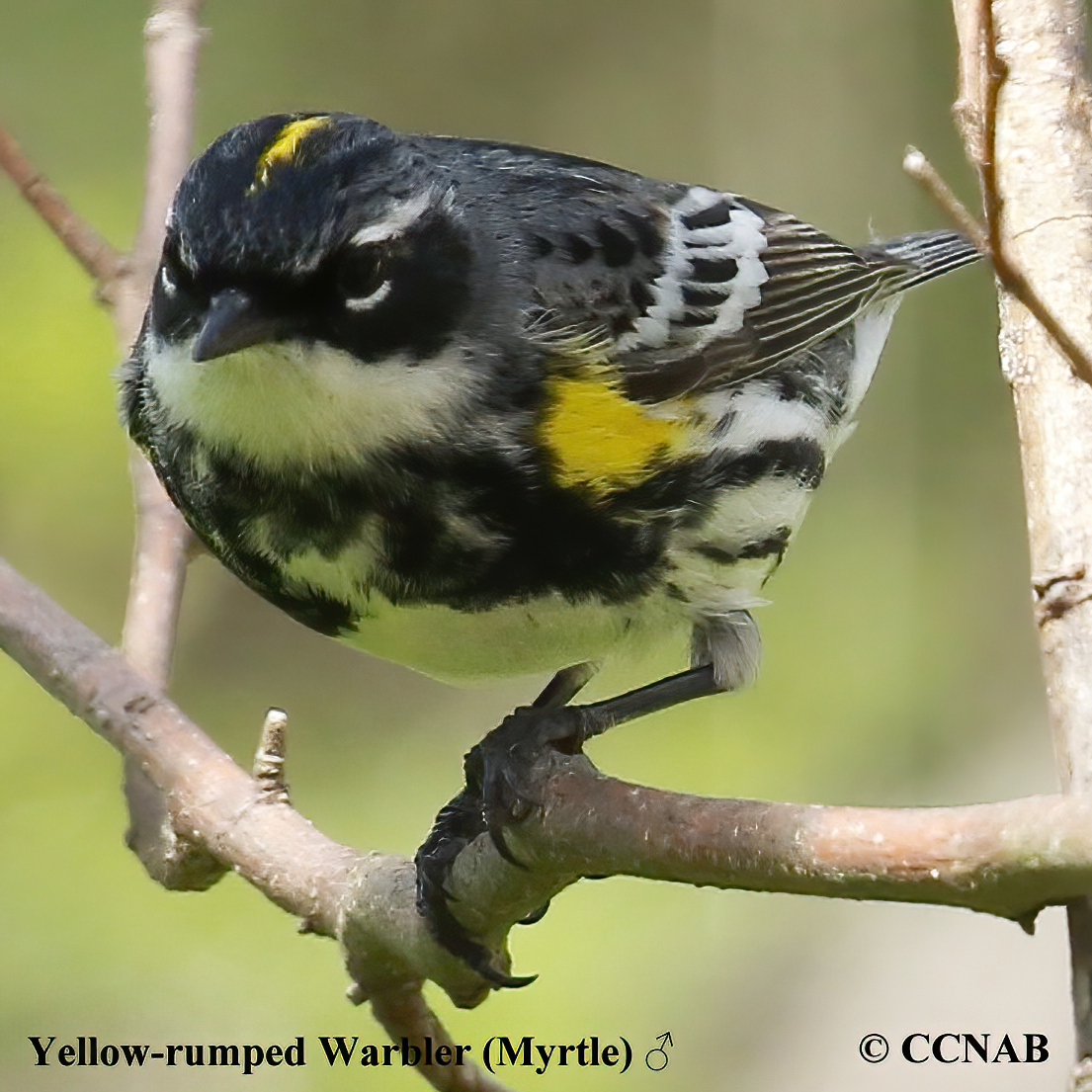 Yellow-rumped Warbler (Myrtle)