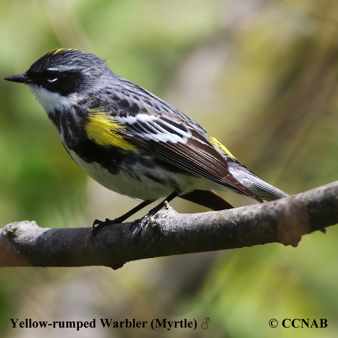 Yellow-rumped Warbler (Myrtle)