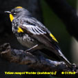 Yellow-rumped Warbler