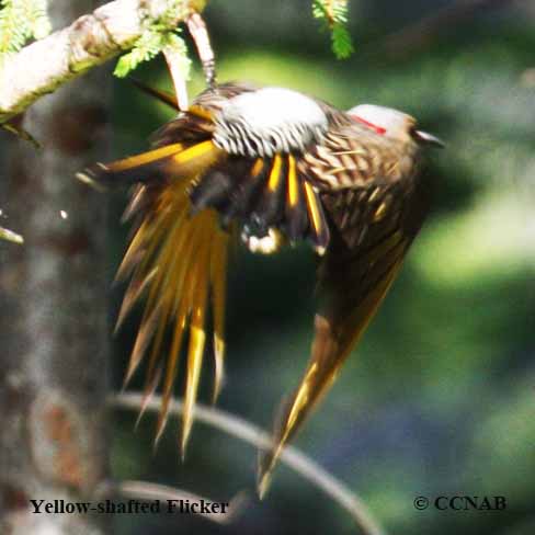 Yellow-shafted Flicker