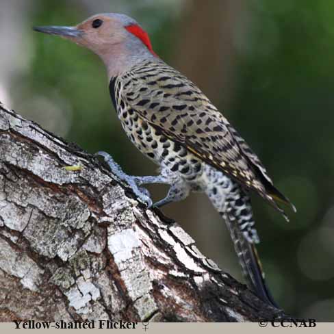 Yellow-shafted Flicker