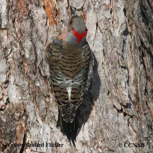 Yellow-shafted Flicker