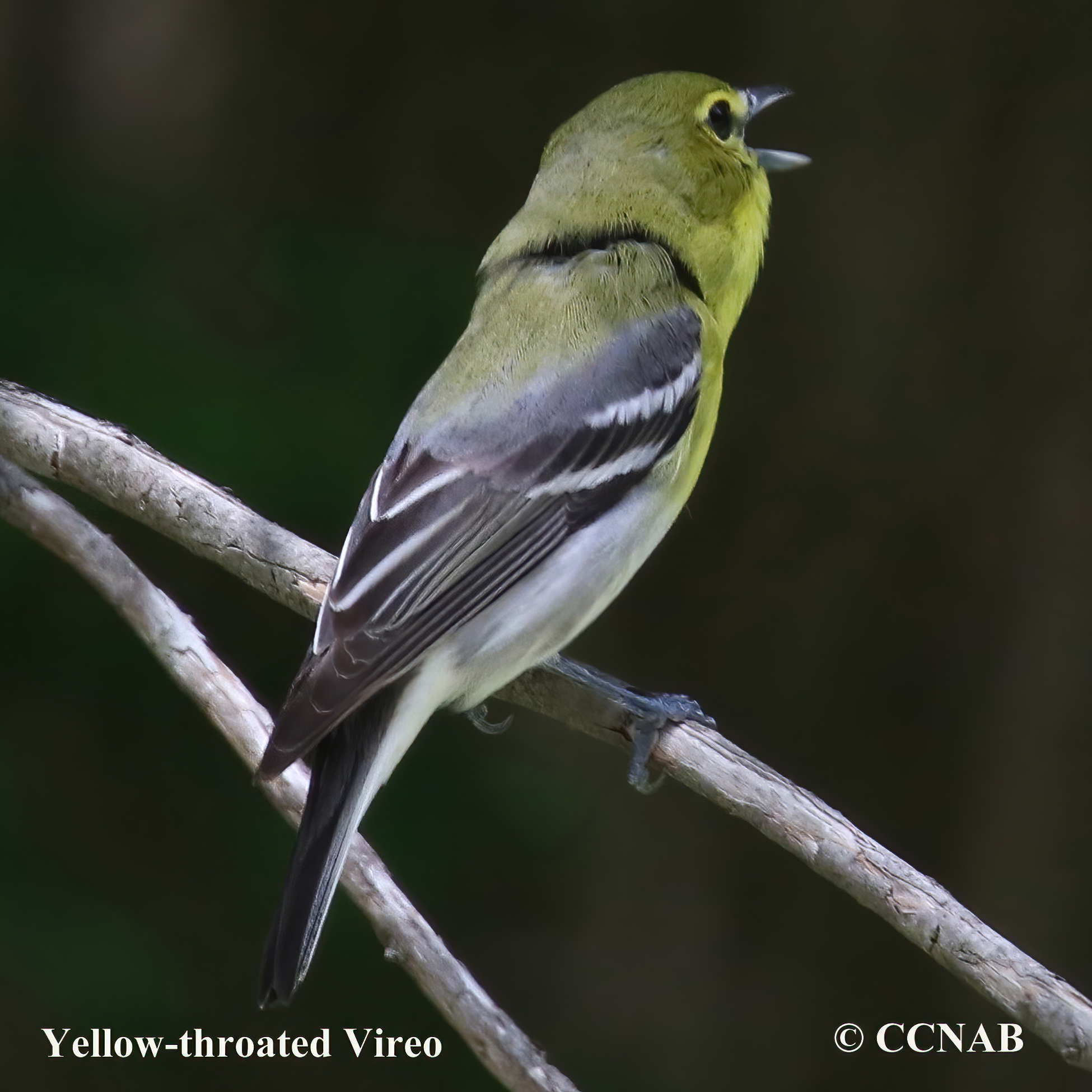 Yellow-throated Vireo