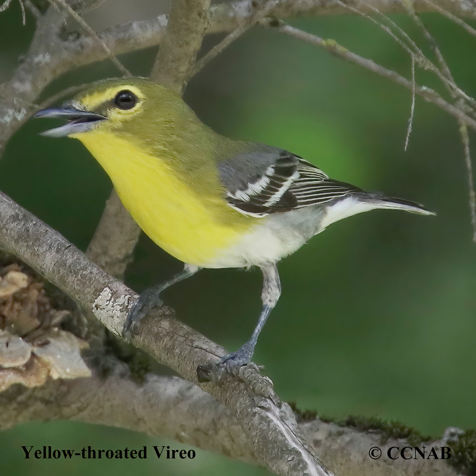 Yellow-throated Vireo