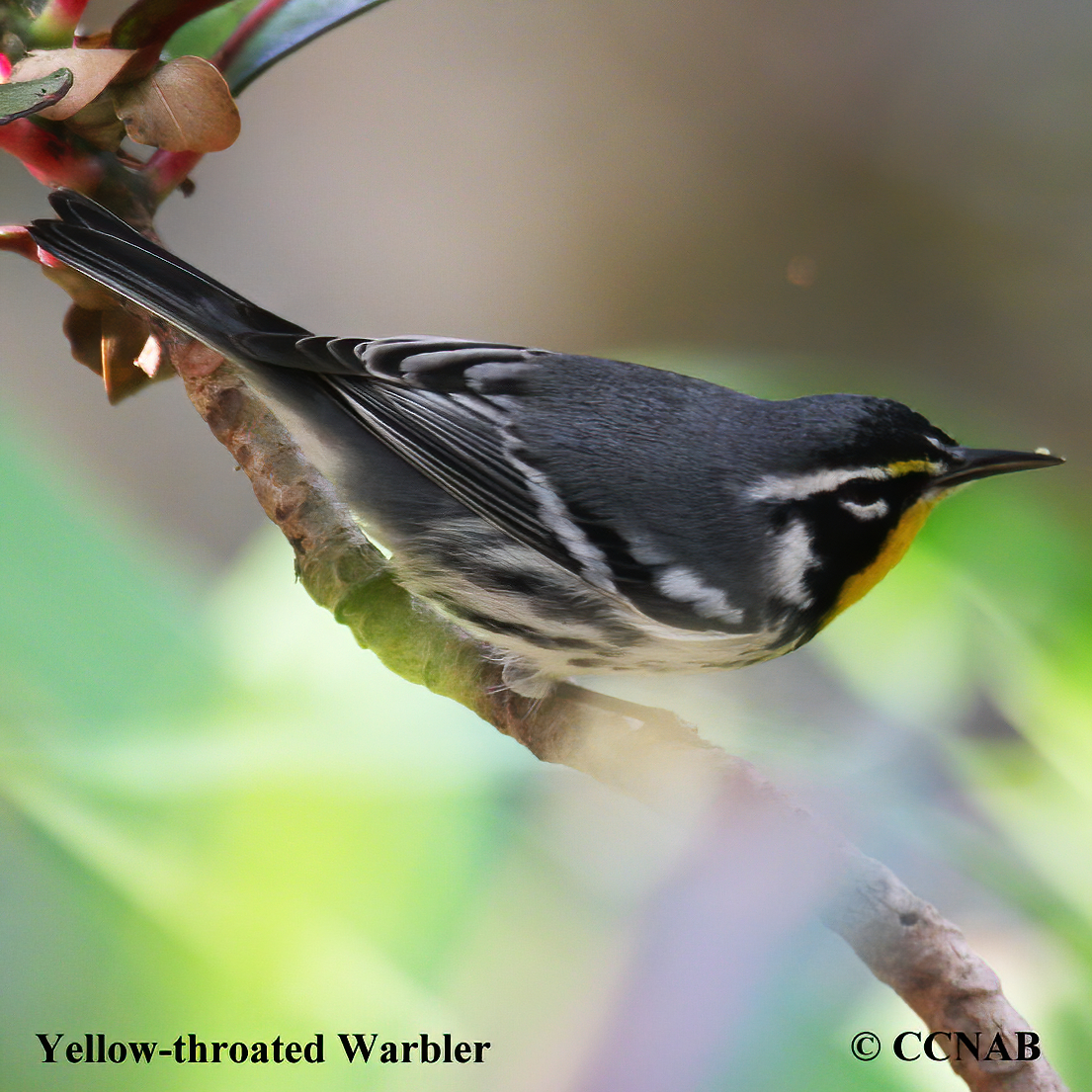 Yellow-throated Warbler