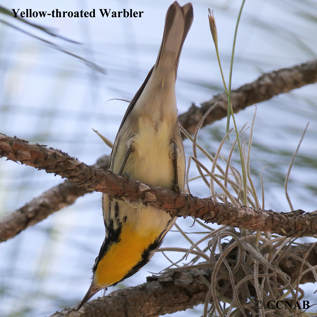 Yellow-throated Warbler