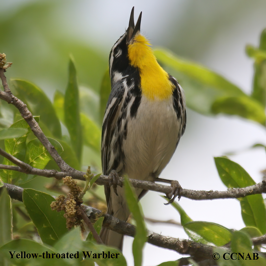 Yellow-throated Warbler