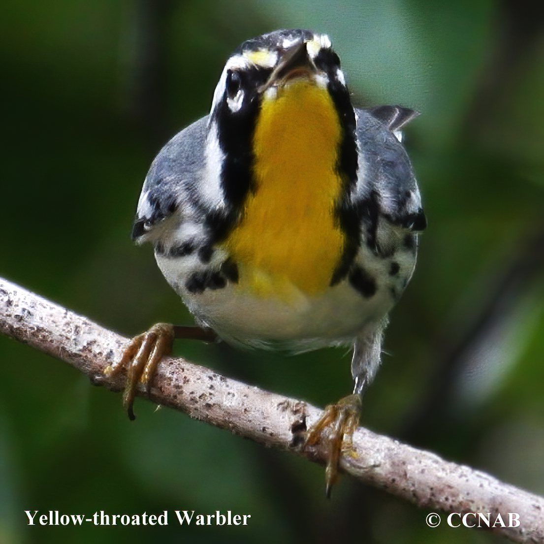 Yellow-throated Warbler