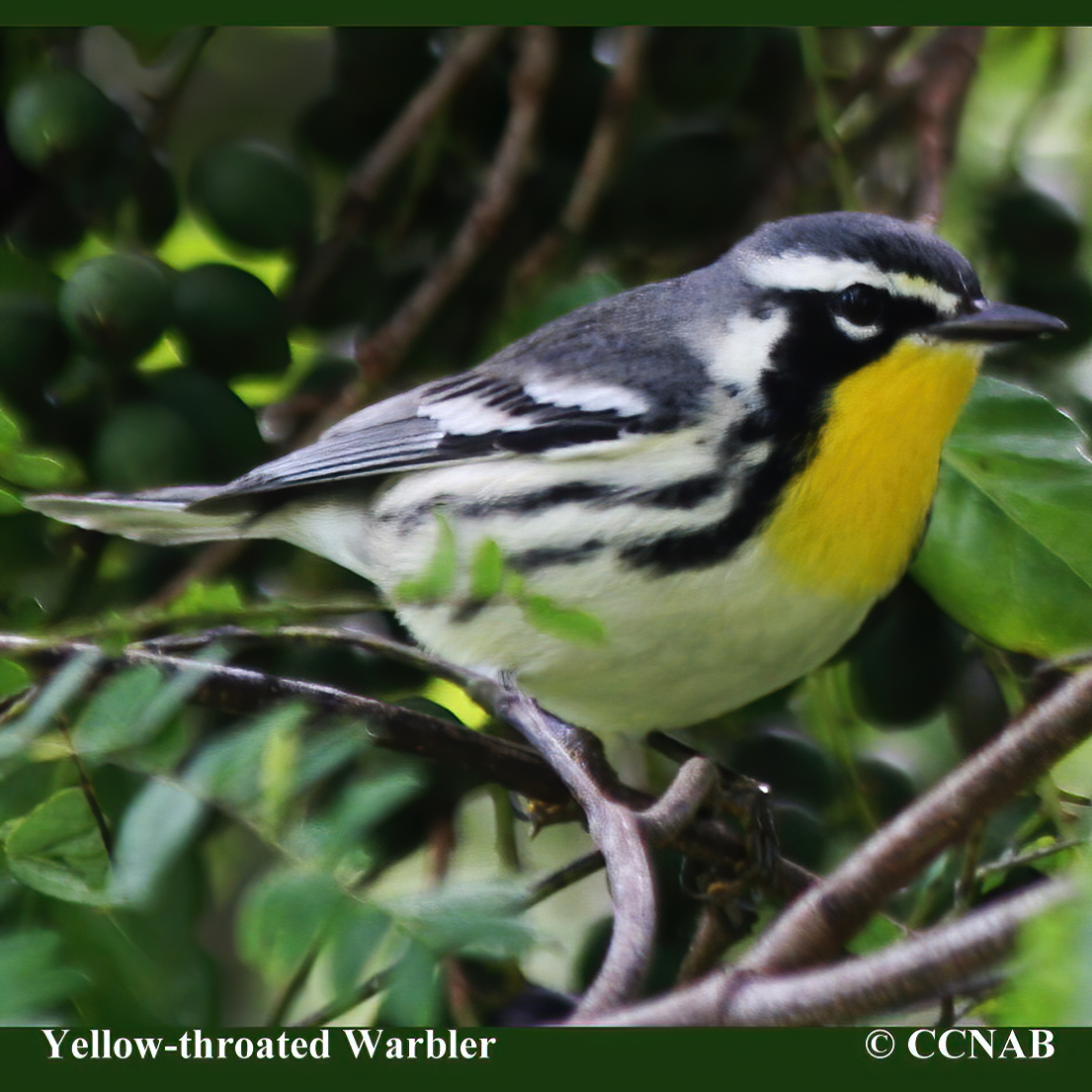 Yellow-throated Warbler