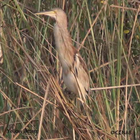 Yellow Bittern