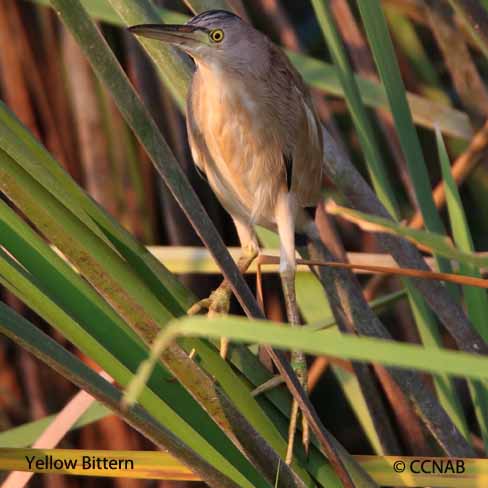 Yellow Bittern